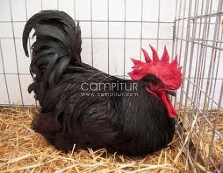 gallo 