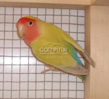 se vende pareja de agapornis rosicolli