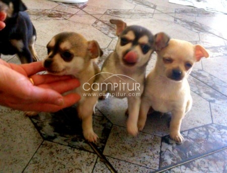 chiuauas pequeños!!! bonitos!!