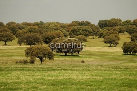 SE VENDE FINCA DE ENCINAR
