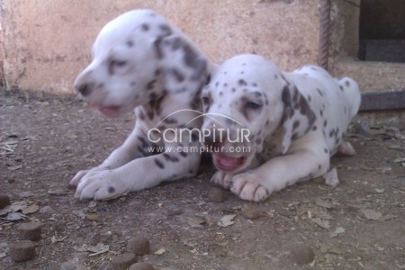 VENTA CACHORROS DÁLMATAS MANCHAS MARRONES