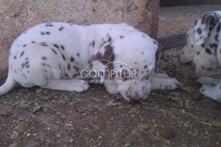 Foto 2 de VENTA CACHORROS DÁLMATAS MANCHAS MARRONES