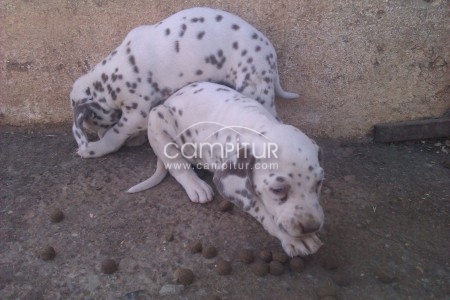 Foto 3 de VENTA CACHORROS DÁLMATAS MANCHAS MARRONES