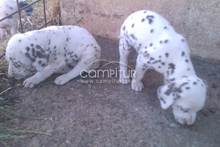 Foto 4 de VENTA CACHORROS DÁLMATAS MANCHAS MARRONES