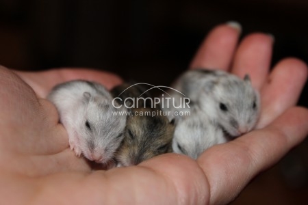 Se venden hamsters rusos.