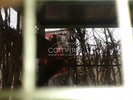 Foto 2 de se vende pareja de agapornis