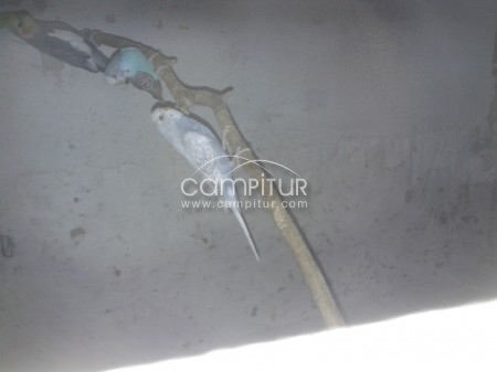 se cambia periquito macho por hembra 