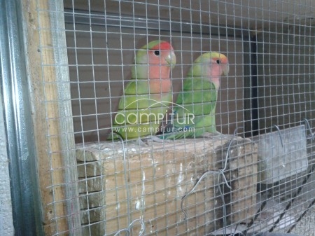 se vende inseparables