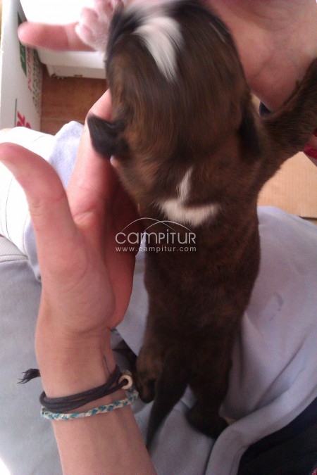 Se venden cachorros de Bóxer.