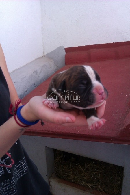 Foto 2 de Se venden cachorros de Bóxer.