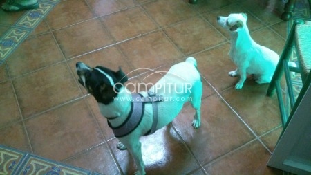Foto 3 de REGALO CACHORROS -MACHO[BODEGUERO] HEMBRA[EN LA FOTO]