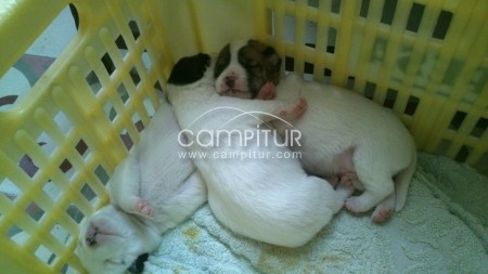 Foto 4 de REGALO CACHORROS -MACHO[BODEGUERO] HEMBRA[EN LA FOTO]