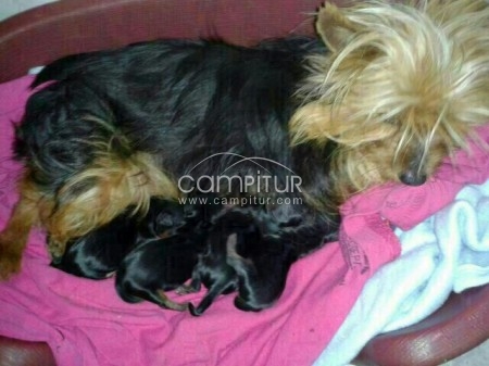 vendo yorhires minis.