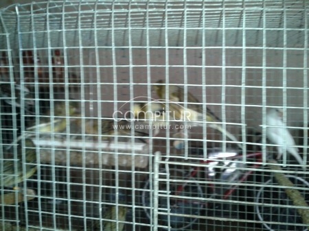 se venden canarios