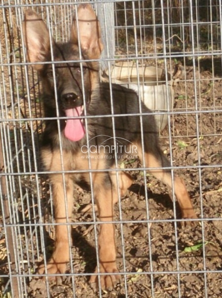 cachorra de pastor aleman con pedigree