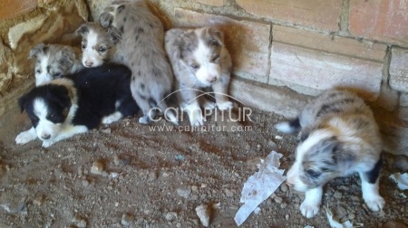 cachorros de border collie