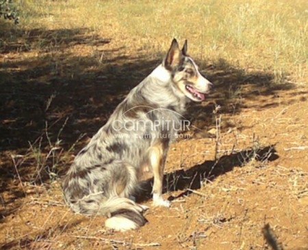 Foto 4 de cachorros de border collie