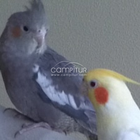 SE CAMBIA MACHO DE NINFA GRIS ANCESTRAL