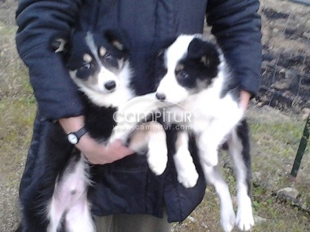 Vendo camada de Border Collie 