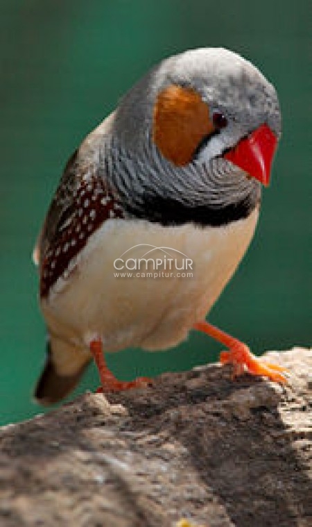se vende collera de diamante mandarin