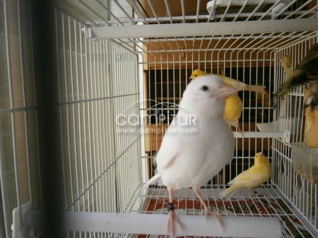 canarios blancos recesivos