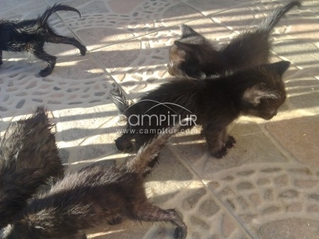se regala 5 gatitos