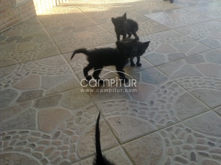 Foto 2 de se regala 5 gatitos