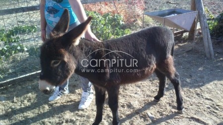 Se vende: