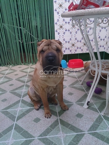 COCO (SHAR PEI) BUSCA NOVIA