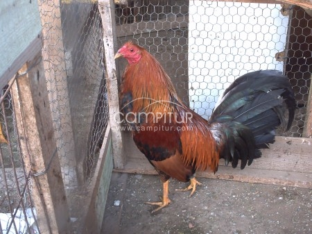vendo gallos inglese