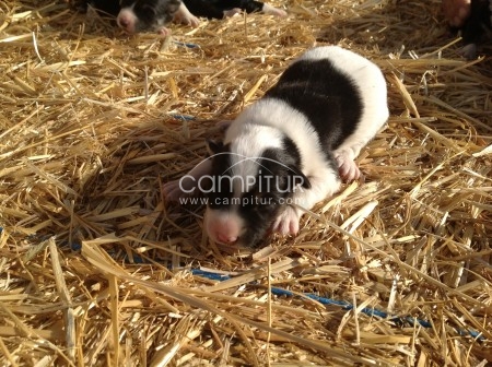 Vendo Border collie