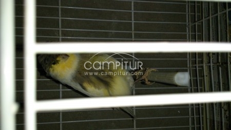 Foto 3 de se vende pareja de canario 