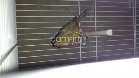 Foto 5 de se vende pareja de canario 