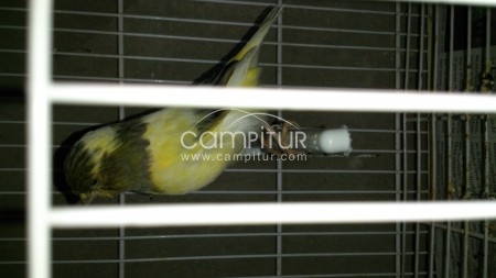Foto 7 de se vende pareja de canario 