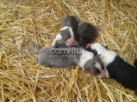 Border Collie en venta.