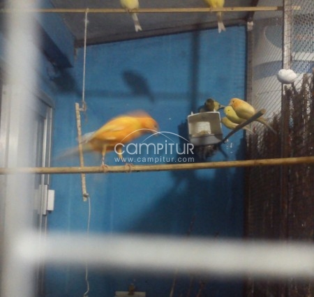 Foto 3 de SE VENDEN CANARIOS Y CANARIAS BARATAS