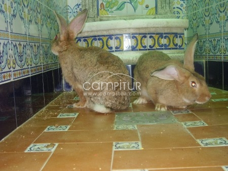 Foto 4 de conejos gigantes 