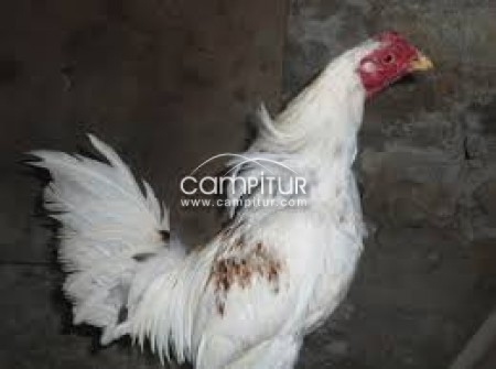 se venden pollos ingleses