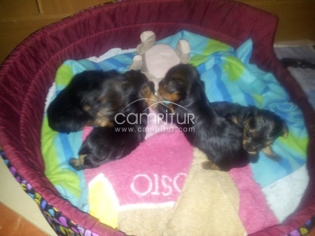 SE VENDE MACHO DE YORKSHIRE