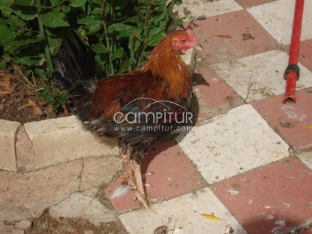 SE VENDE PAREJA DE GALLOS INGLESES
