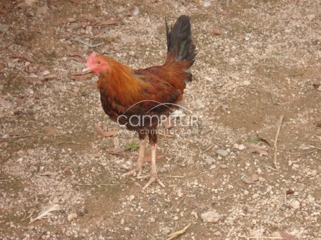 Foto 2 de SE VENDE PAREJA DE GALLOS INGLESES