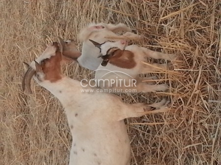 cabras enanas y gansos