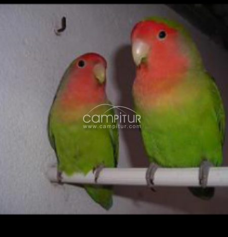 SE CAMBIA PAREJA JOVEN DE AGAPORNIS ANCESTRAL
