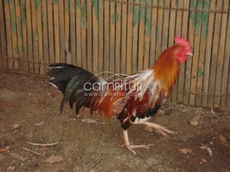 Se vende GALLO INGLÉS