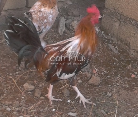 Foto 2 de Se vende GALLO INGLÉS