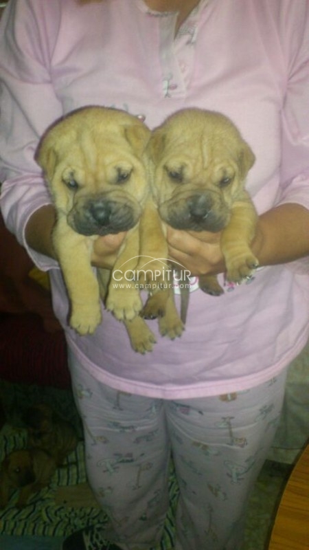 sharpei