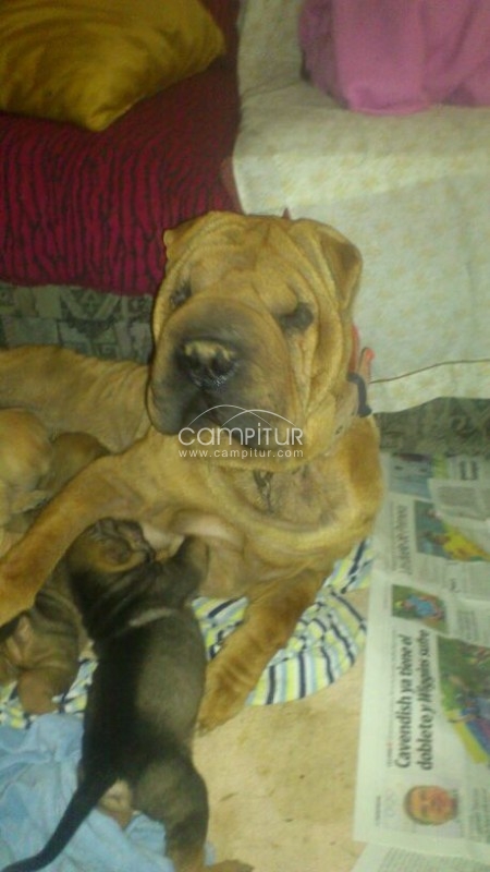 Foto 2 de sharpei