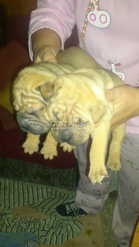 Foto 3 de sharpei
