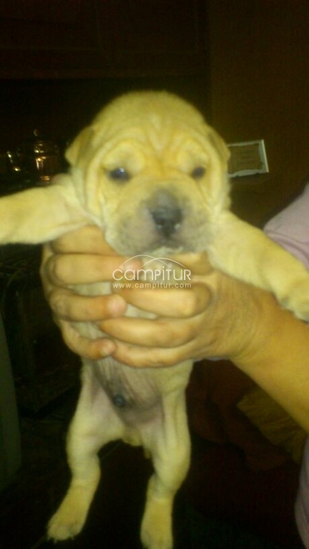 Foto 4 de sharpei