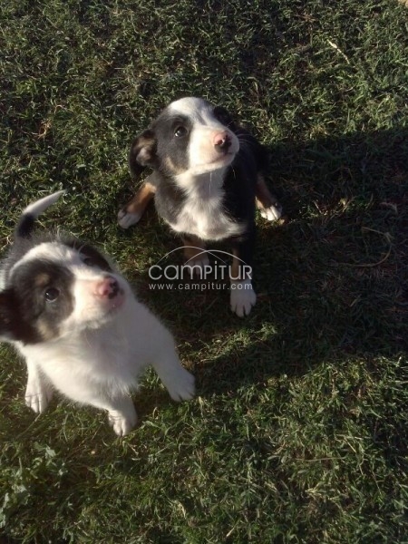 Foto 2 de Border Collie